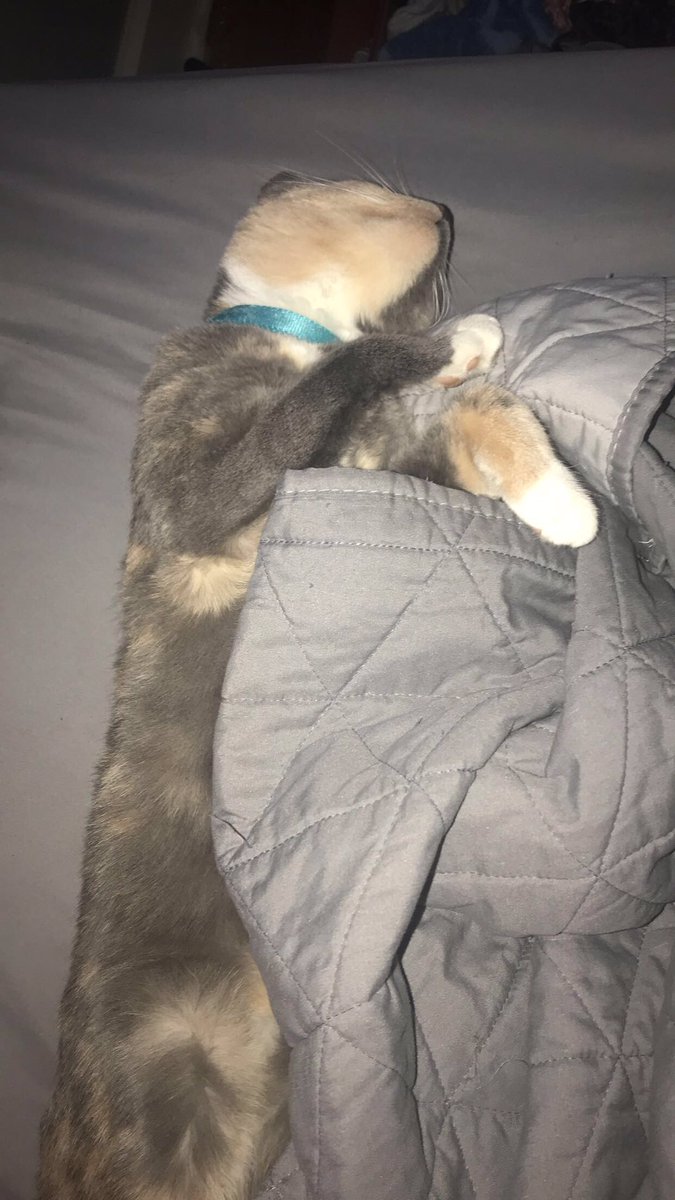 If anyone sees Mo please grab her and bring her back to us. We’re so worried about her )):