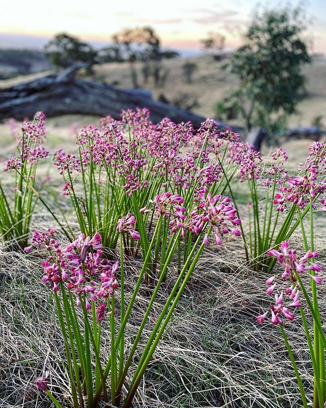 Warndu's tweet photo. Australian Native Garland Lily has popped up to surprise us at home on the farm in lots of little spots. Grateful for the colour and the little patches of green from our native grass. ๐๐พ๐ฑ
.
.
#flowers #grass #lily #australiannativeflora #bloom https://t.co/j5p7yDzkvP https://t.co/BGgesia0t7