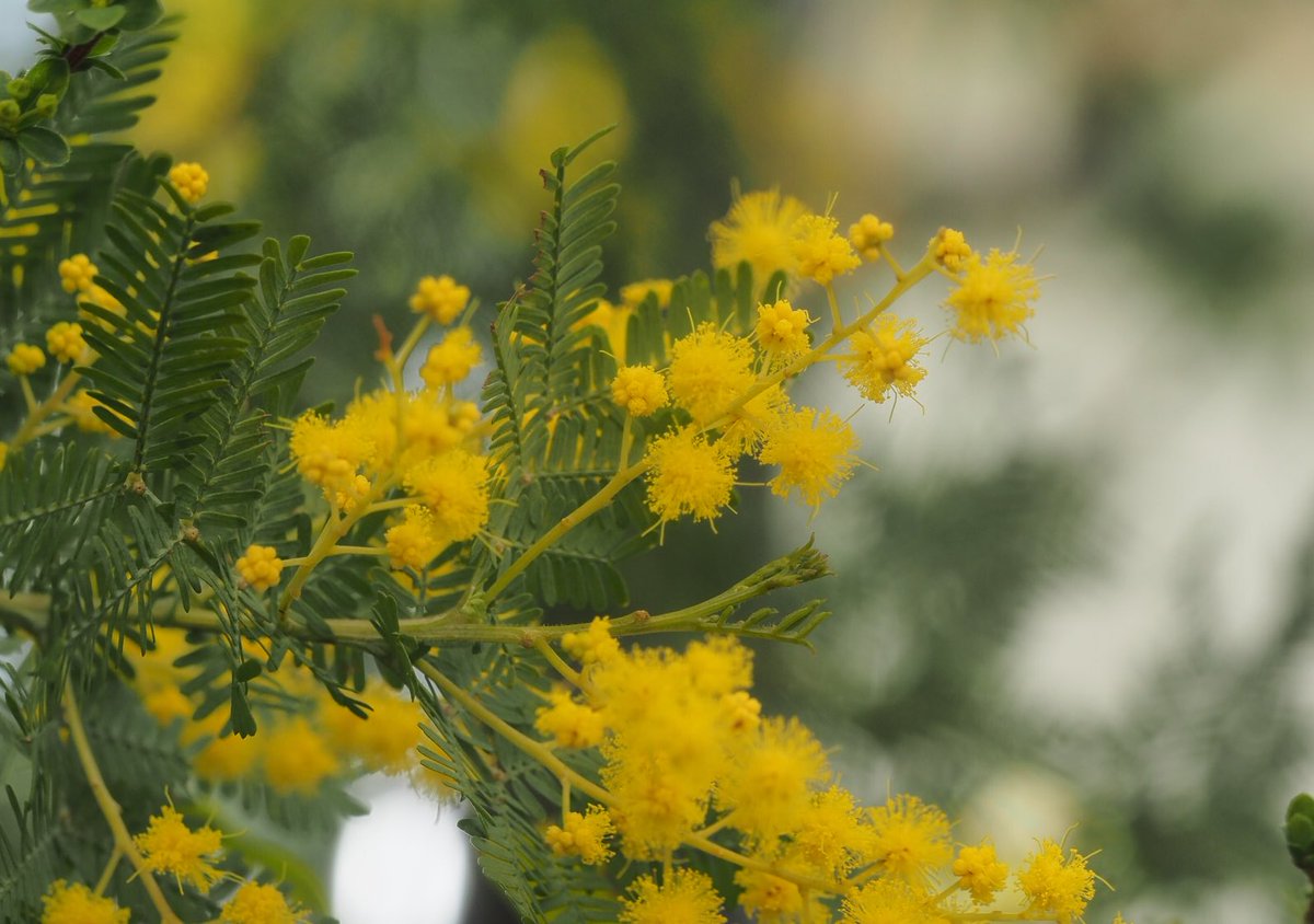 ミモザというのは通称で、実はオジギソウ属の属名だったりする(オジギソウの学名はMimosa pudica)。が、本邦でミモザと言った場合、一般的にはアカシアの仲間を指す。雨になって人がうたれたりするやつですわ。でも困ったことに現在アカシアはミモザ属じゃないのよねん。まあ本当は困らないけどさ。 