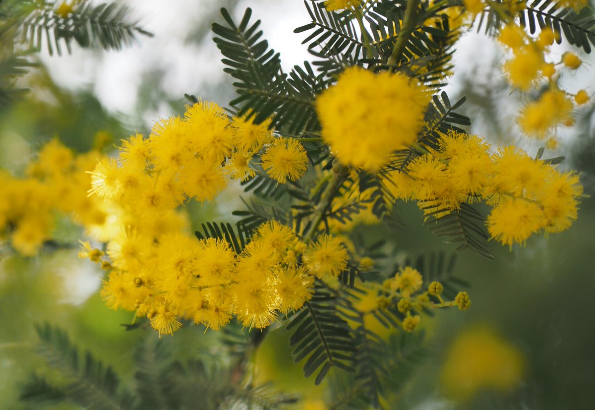 ミモザというのは通称で、実はオジギソウ属の属名だったりする(オジギソウの学名はMimosa pudica)。が、本邦でミモザと言った場合、一般的にはアカシアの仲間を指す。雨になって人がうたれたりするやつですわ。でも困ったことに現在アカシアはミモザ属じゃないのよねん。まあ本当は困らないけどさ。 