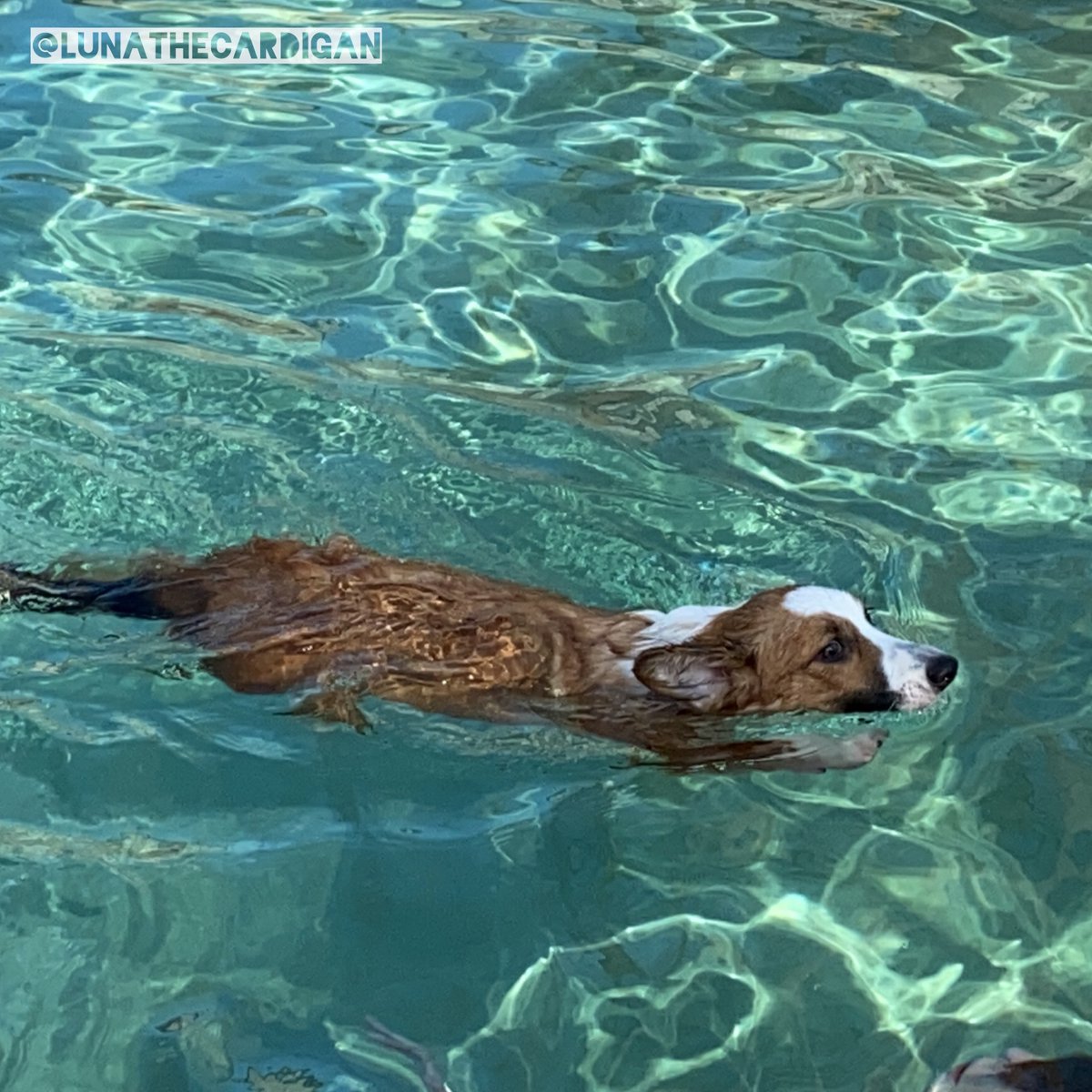 lunathecardigan's tweet photo. Just keep swimming ... Just keep swimming ... 🐟🐠
My first time swimming with my bestie #BugTheDox at #Joasis! #swimming #swimmingpool #corgi #corgis #corgipuppy #cardigancorgi #AllAboutCorgis #LunaTheCardigan https://t.co/Rl2K2syv22