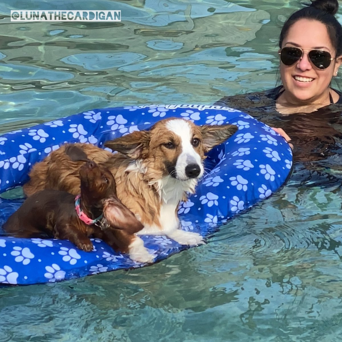 lunathecardigan's tweet photo. Just keep swimming ... Just keep swimming ... 🐟🐠
My first time swimming with my bestie #BugTheDox at #Joasis! #swimming #swimmingpool #corgi #corgis #corgipuppy #cardigancorgi #AllAboutCorgis #LunaTheCardigan https://t.co/Rl2K2syv22