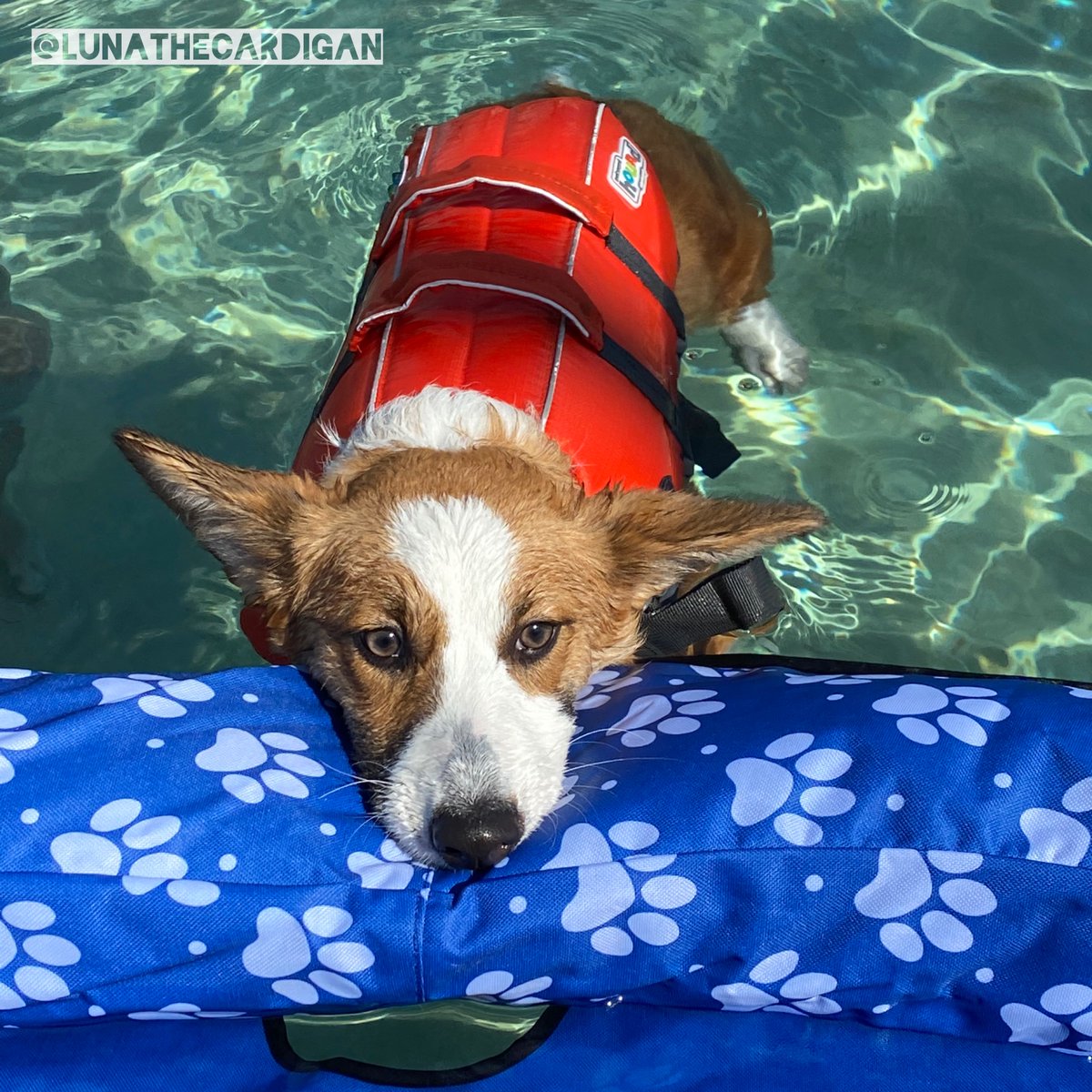 lunathecardigan's tweet photo. Just keep swimming ... Just keep swimming ... 🐟🐠
My first time swimming with my bestie #BugTheDox at #Joasis! #swimming #swimmingpool #corgi #corgis #corgipuppy #cardigancorgi #AllAboutCorgis #LunaTheCardigan https://t.co/Rl2K2syv22