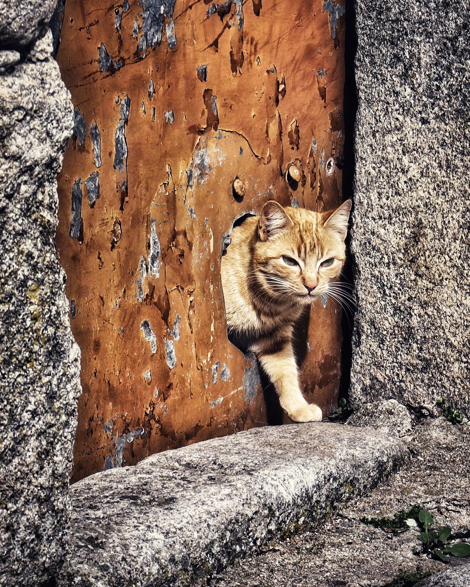 Raymonman's tweet image. #gato #cat #extremadura