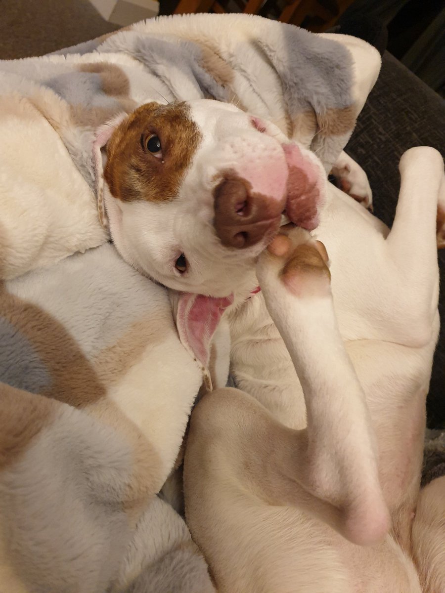 VictoriaLHall1's tweet photo. #ASBOdog in stupid dog positions. #dogsoftwitter #doggo #staffyx #ridiculoushound https://t.co/uSaIpgyNVD