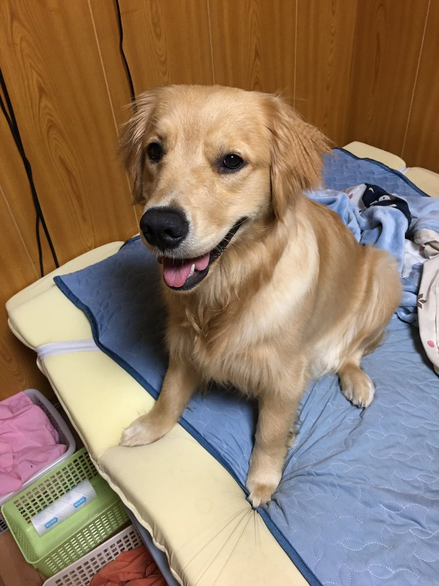 bibimaru1109's tweet photo. iPadにもじゃの幼い写真残ってたー！w https://t.co/gUlxaRCtQB