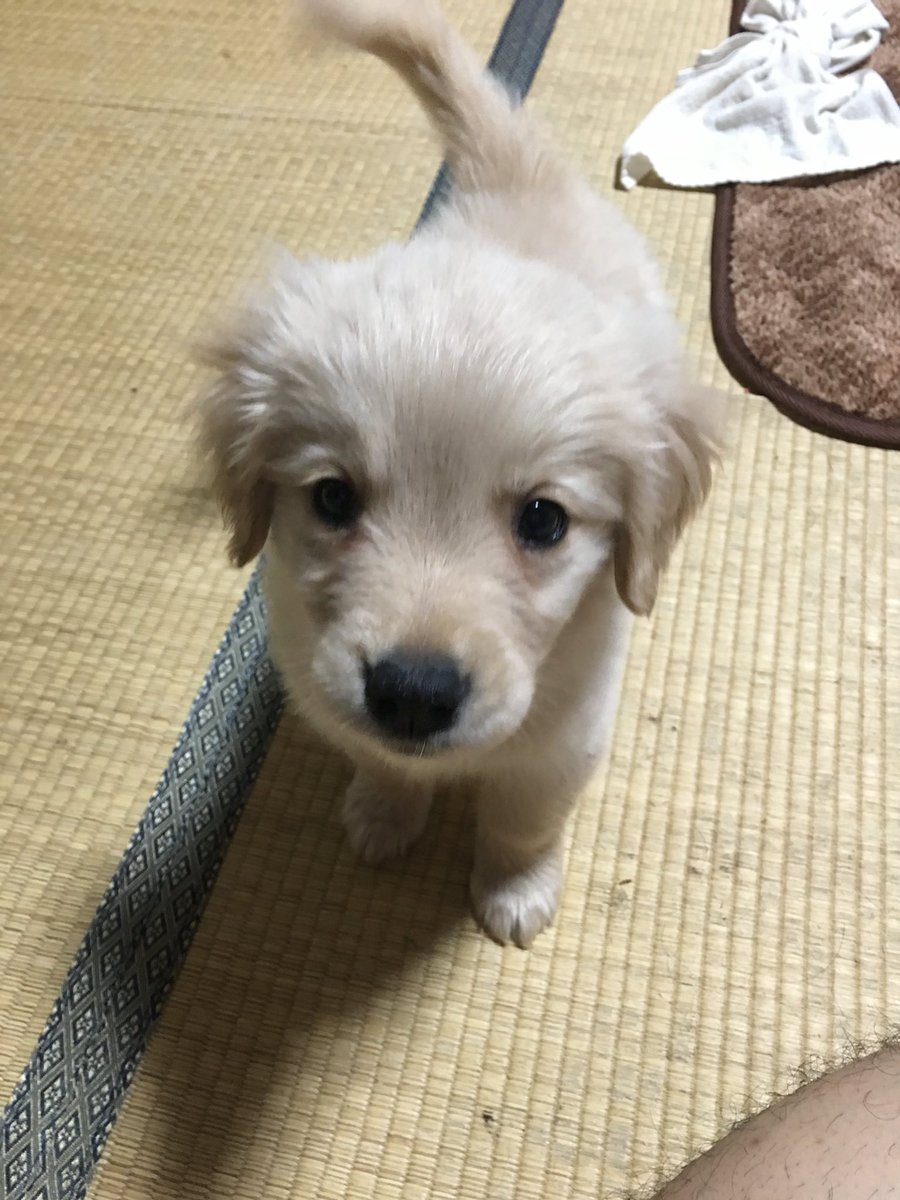 bibimaru1109's tweet photo. iPadにもじゃの幼い写真残ってたー！w https://t.co/gUlxaRCtQB