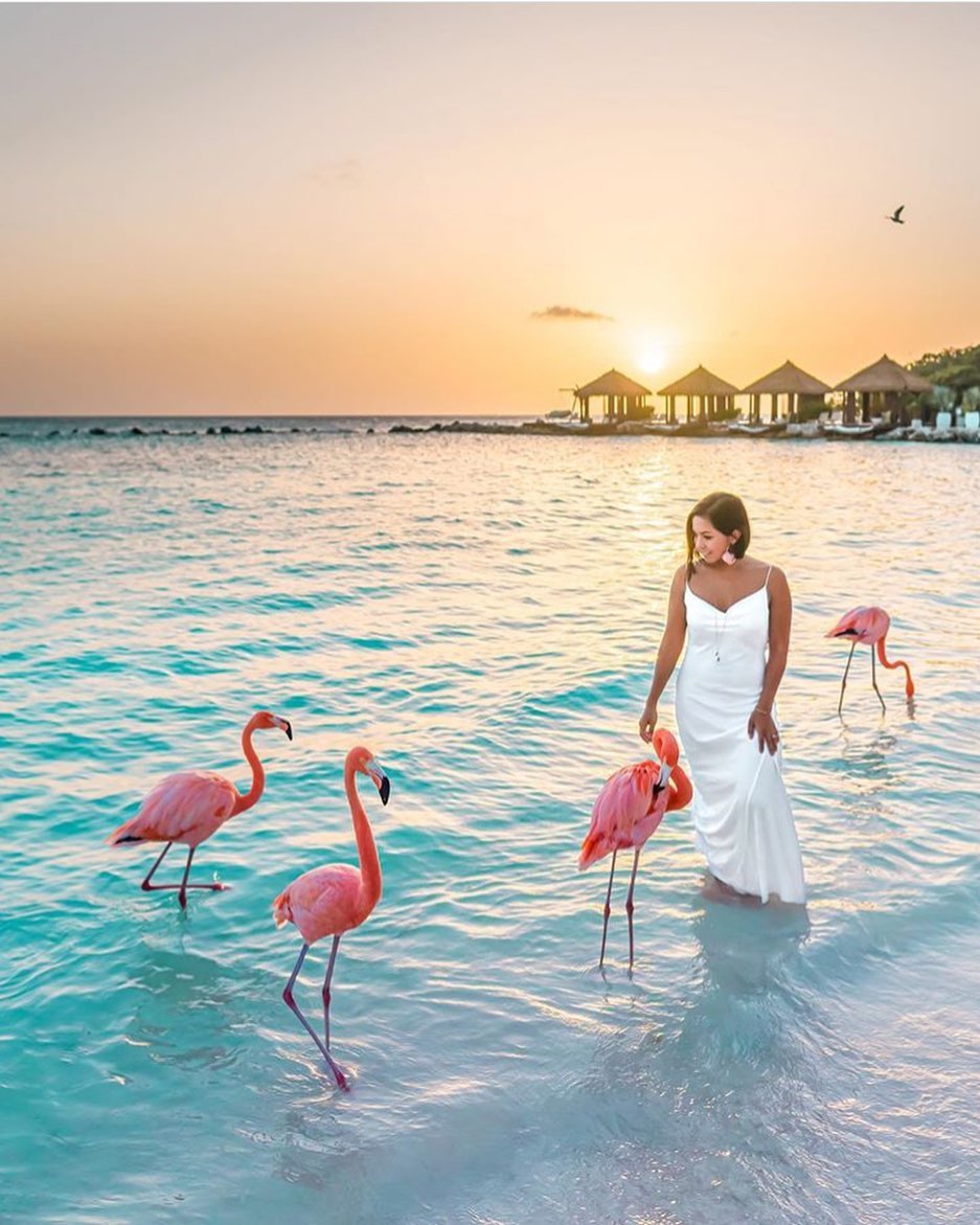 DreamMaker (@dreammakerexp) on Twitter photo Not only dames travel to #Aruba
Please visit HouseofDreamMaker.com and follow <a href="/dreammakerexp/">DreamMaker</a> #NeverToBeRepeatedDesigns
#HouseofDreamMaker
by @Dwanderess Not only dames travel to #Aruba
Please visit HouseofDreamMaker.com and follow <a href="/dreammakerexp/">DreamMaker</a> #NeverToBeRepeatedDesigns
#HouseofDreamMaker
by @Dwanderess