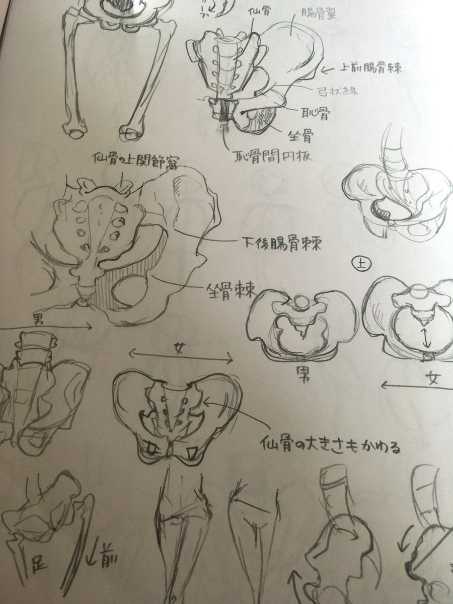 骨盤…こつばんこつばん 