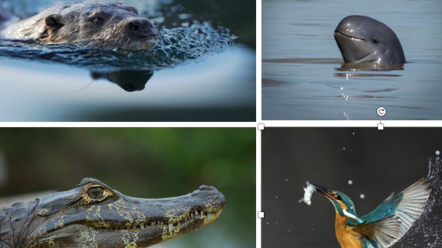 Forbes's tweet photo. Energy systems can contribute to the decline of freshwater ecosystems—or help reverse it https://t.co/RvtZIQFuVX https://t.co/5ZN49a6Q8d