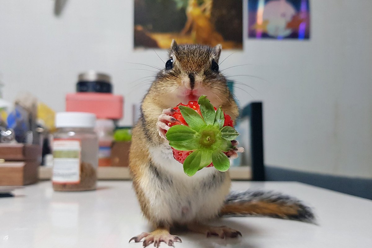 squirrel_wdy's tweet image. 어떤 다람쥐는 딸기를 먹으면 입술이 빨개지곤 합니다. (유행따라해보기)