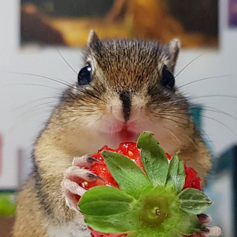 squirrel_wdy's tweet image. 어떤 다람쥐는 딸기를 먹으면 입술이 빨개지곤 합니다. (유행따라해보기)