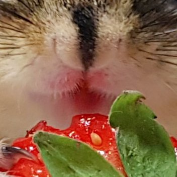 squirrel_wdy's tweet image. 어떤 다람쥐는 딸기를 먹으면 입술이 빨개지곤 합니다. (유행따라해보기)