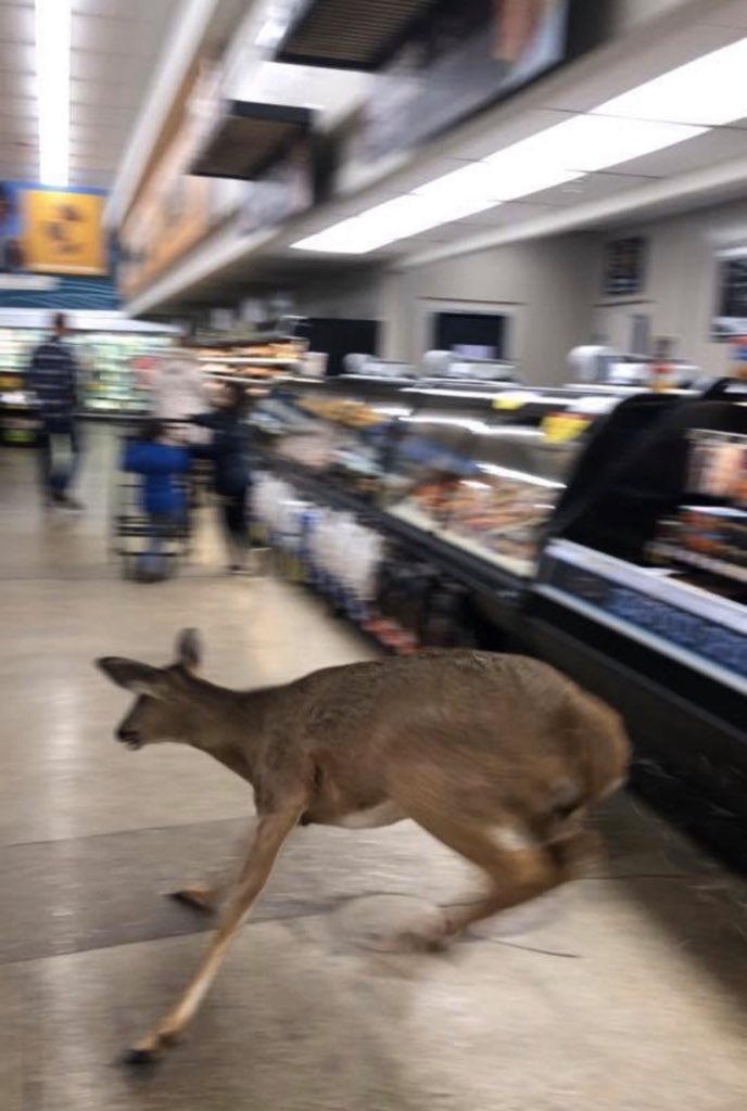 ashhjohnsonn's tweet photo. When you see someone you know in the store and don’t want them to notice you https://t.co/Z5SDtYt3tq