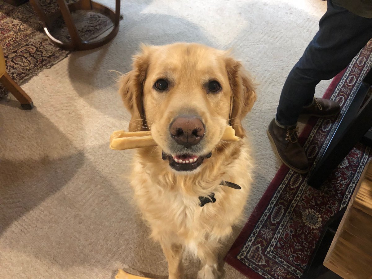 ChemForYourLife's tweet photo. There aren’t any pics from this week’s episode about the chemistry of bleach 😢.  Instead please enjoy a selection of pictures of Jam’s doggos. 

#chemistry #scicomm #puppers #womeninSTEM #podcast #life #bleach #colorchemistry #podcastcollective https://t.co/UyUSkCxNHi