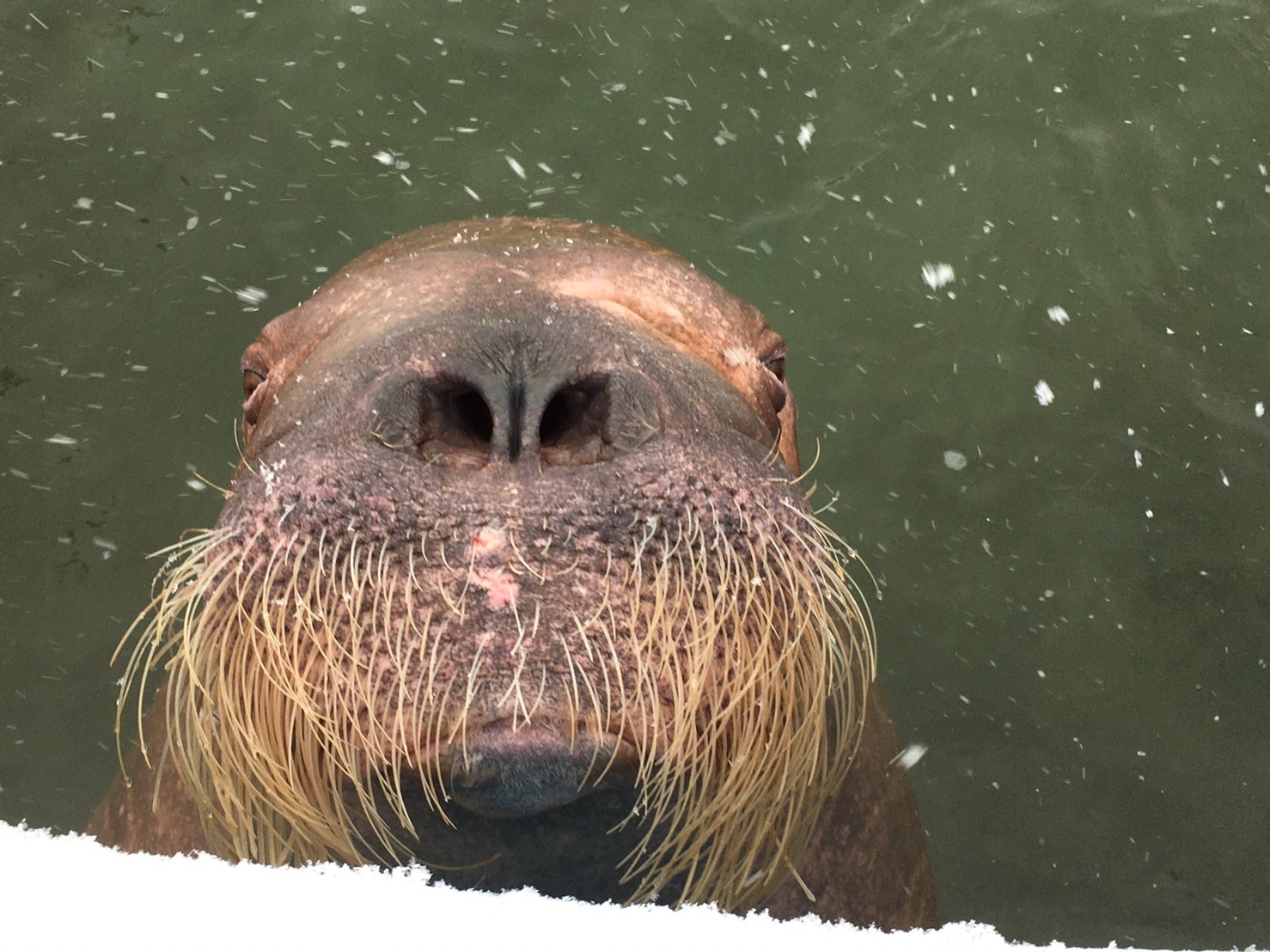 横浜 八景島シーパラダイス公式 ショーで大活躍のセイウチのアコが 北海道のおたる水族館に嫁入りしました 次世代へ命を繋げていくため 全国の水族館が協力して活動をしています アコは繁殖期終了後にシーパラに戻ってきますので また会えるのを 横浜 八景島シーパラダイス公式 ショーで大活躍のセイウチのアコが 北海道のおたる水族館に嫁入りしました 次世代へ命を繋げていくため 全国の水族館が協力して活動をしています アコは繁殖期終了後にシーパラに戻ってきますので また会えるのを