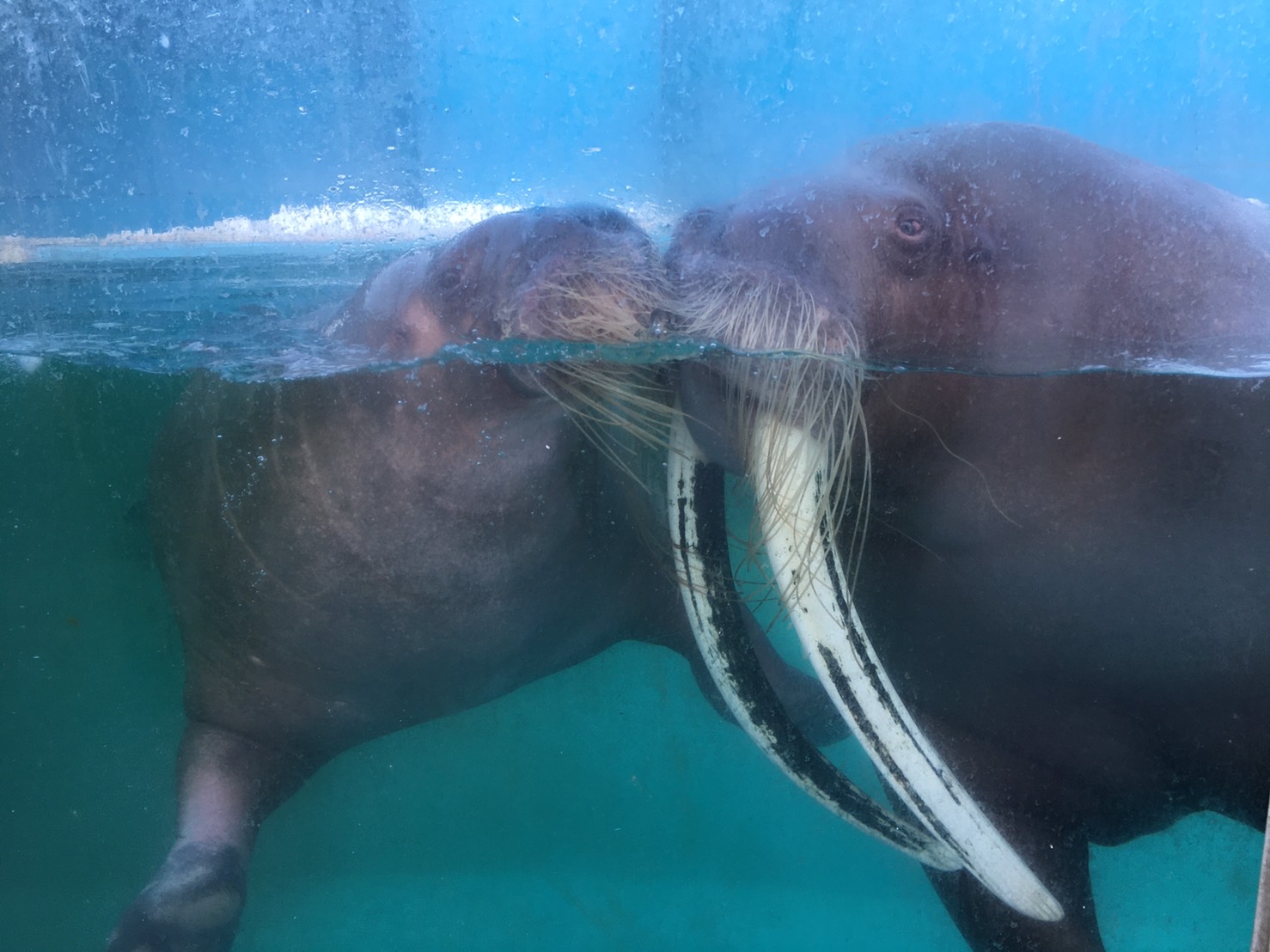 横浜 八景島シーパラダイス公式 ショーで大活躍のセイウチのアコが 北海道のおたる水族館に嫁入りしました 次世代へ命を繋げていくため 全国の水族館が協力して活動をしています アコは繁殖期終了後にシーパラに戻ってきますので また会えるのを