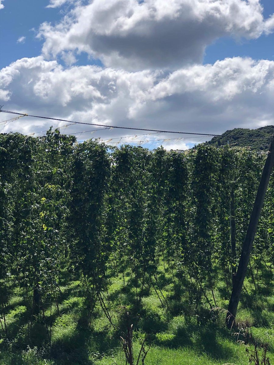 Motueka hops ready to be harvested for your WilliamsWarn brews! #jointhebeervolution