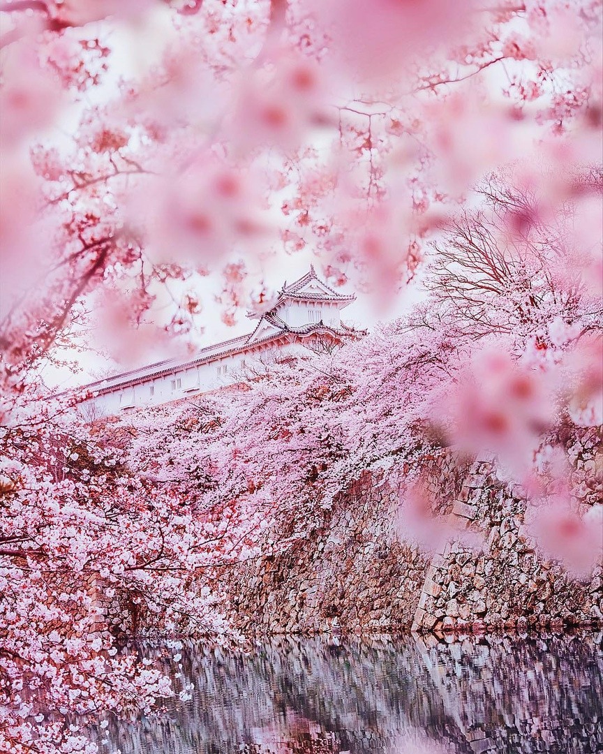 AestheticsJapan's tweet photo. Japanese Spring
by https://t.co/cYsKU5iFU2 https://t.co/p5kkH1kA3b