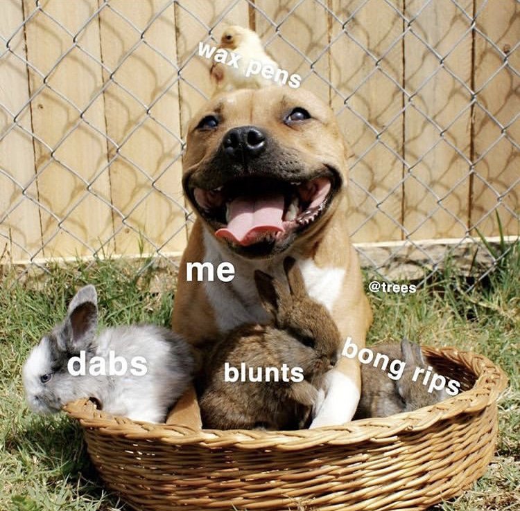 Weed_Gadgets's tweet photo. So much happiness in one place 😍 https://t.co/LvIegTsQZr