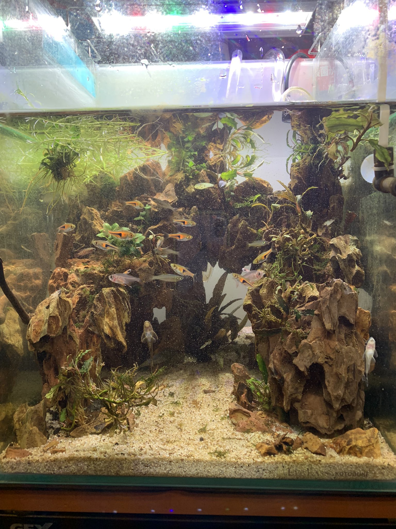 ADA 巨大黄虎石【希少】11kg巨岩親石 美形 気孔石 気孔石（黄虎石）を使った水槽レイアウト【Haqua room作