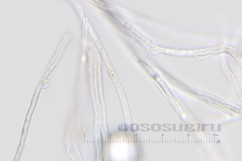 Oso 的キノコ擬人化図鑑 今回の顕微鏡観察で一番見たかったのは Hydnangium Carneum ヒドナンギウム カルネウム の菌糸にクランプがあるかどうかでした うん ありますね 確認できてよかった 年02月22日 撮影