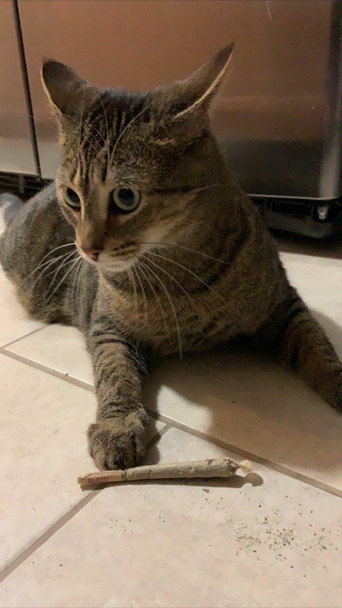 jonburkey's tweet photo. I forget I have this Twitter, wishing storm a happy 2nd bday with a raw joint of catnip 🐱 https://t.co/CaExWSOPMy