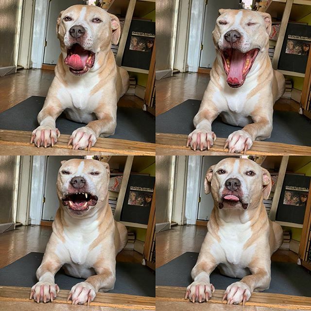 this me progression into blep ift.tt/2SNNbvg