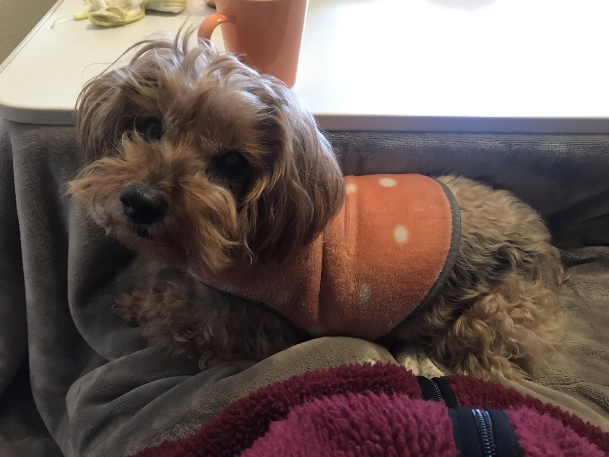 マーチ 愛犬の定位置 うちの膝の上 昨日も一緒に寝たし 寝る時はこの子に腕枕が当たり前だし もう彼女なんかな マーチ 愛犬の定位置 うちの膝の上 昨日も一緒に寝たし 寝る時はこの子に腕枕が当たり前だし もう彼女なんかな