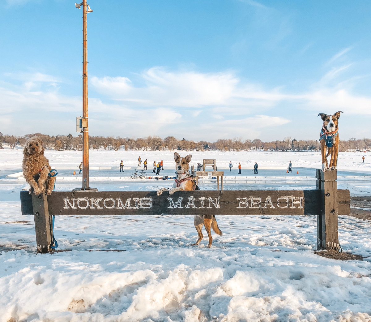 dogsofmsp's tweet photo. Resting beach face. 😎 Who else got outside today and enjoyed the beautiful weather?! 🙋‍♀️☀️ #rbf #onlyinmn #springfever #dogsofmsp #dogsofnokomis @NokomisLife https://t.co/F7GVPT7zkY