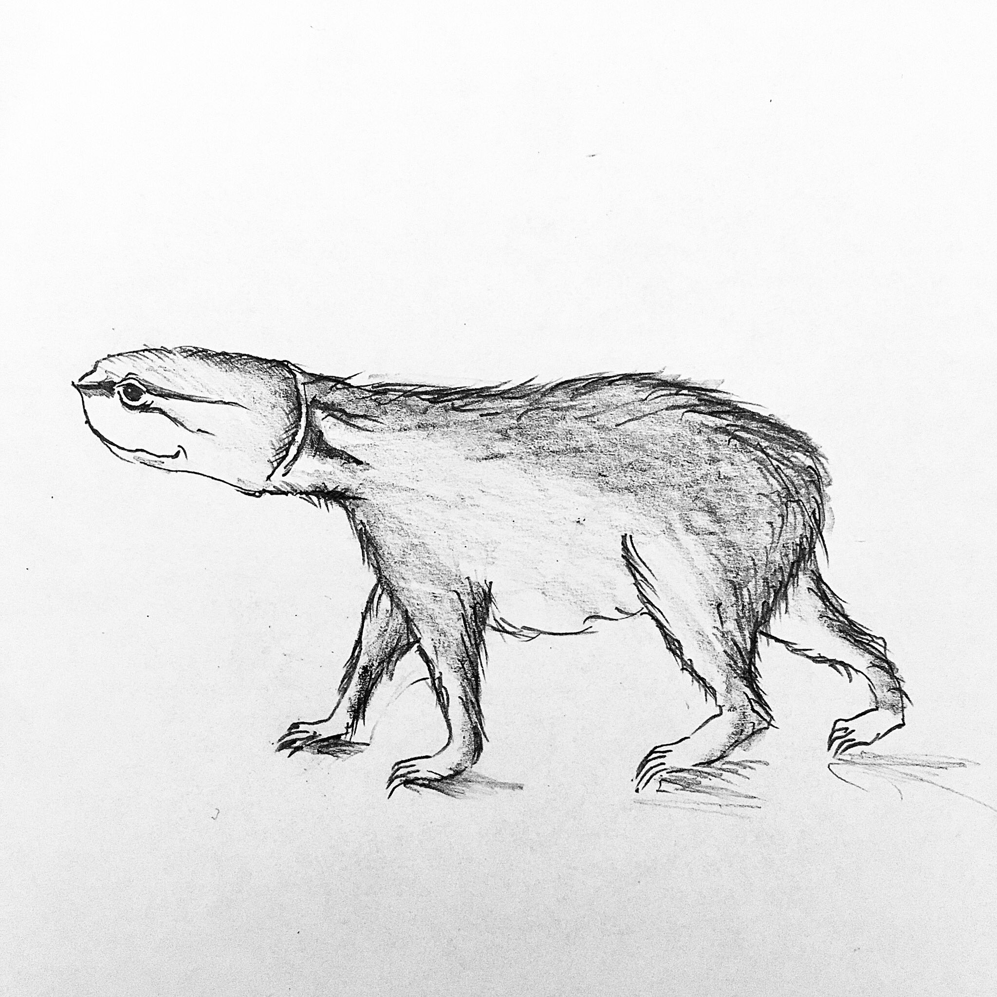 亀イラスト Twitter Search Twitter