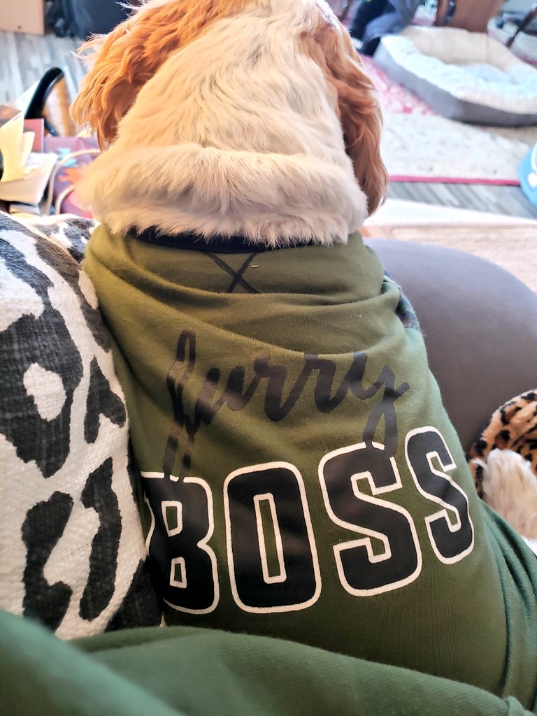 I'm the Furry Boss now.  Bulldog neck rolls n all. 
#CHIPTheShihTzu #BullShitz #FurryBoss