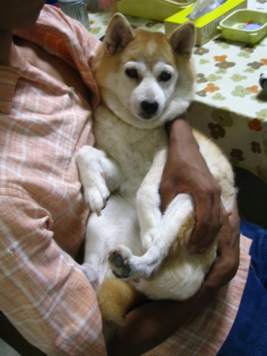 柴犬りょう Ryou0407 Twitter