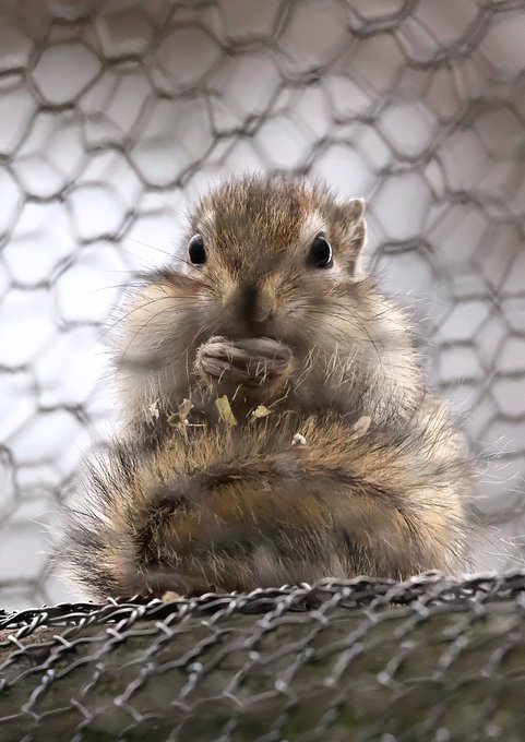 シマリスのtwitterイラスト検索結果