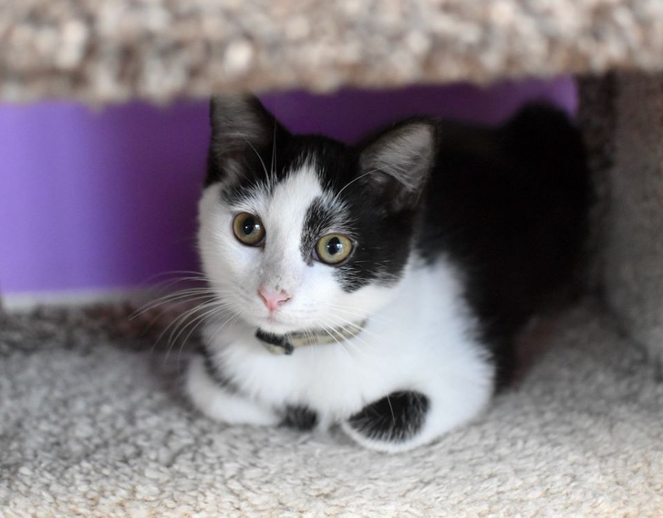 Good Mews tweet media