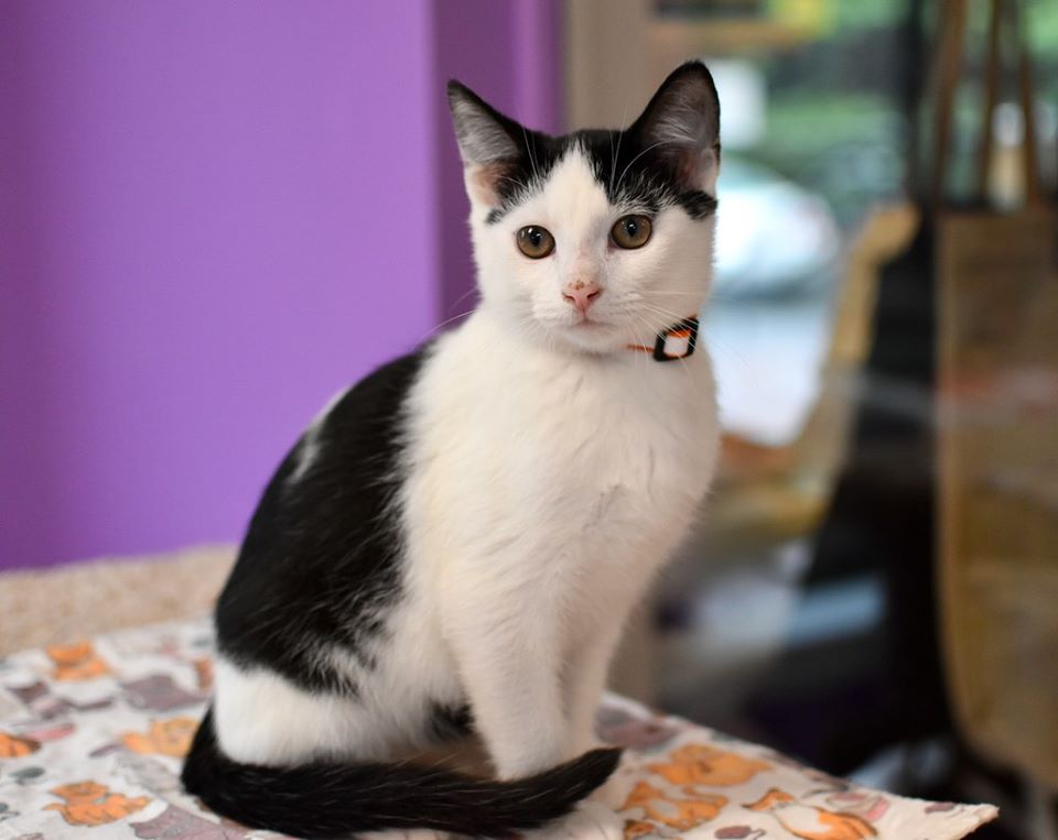 Good Mews tweet media