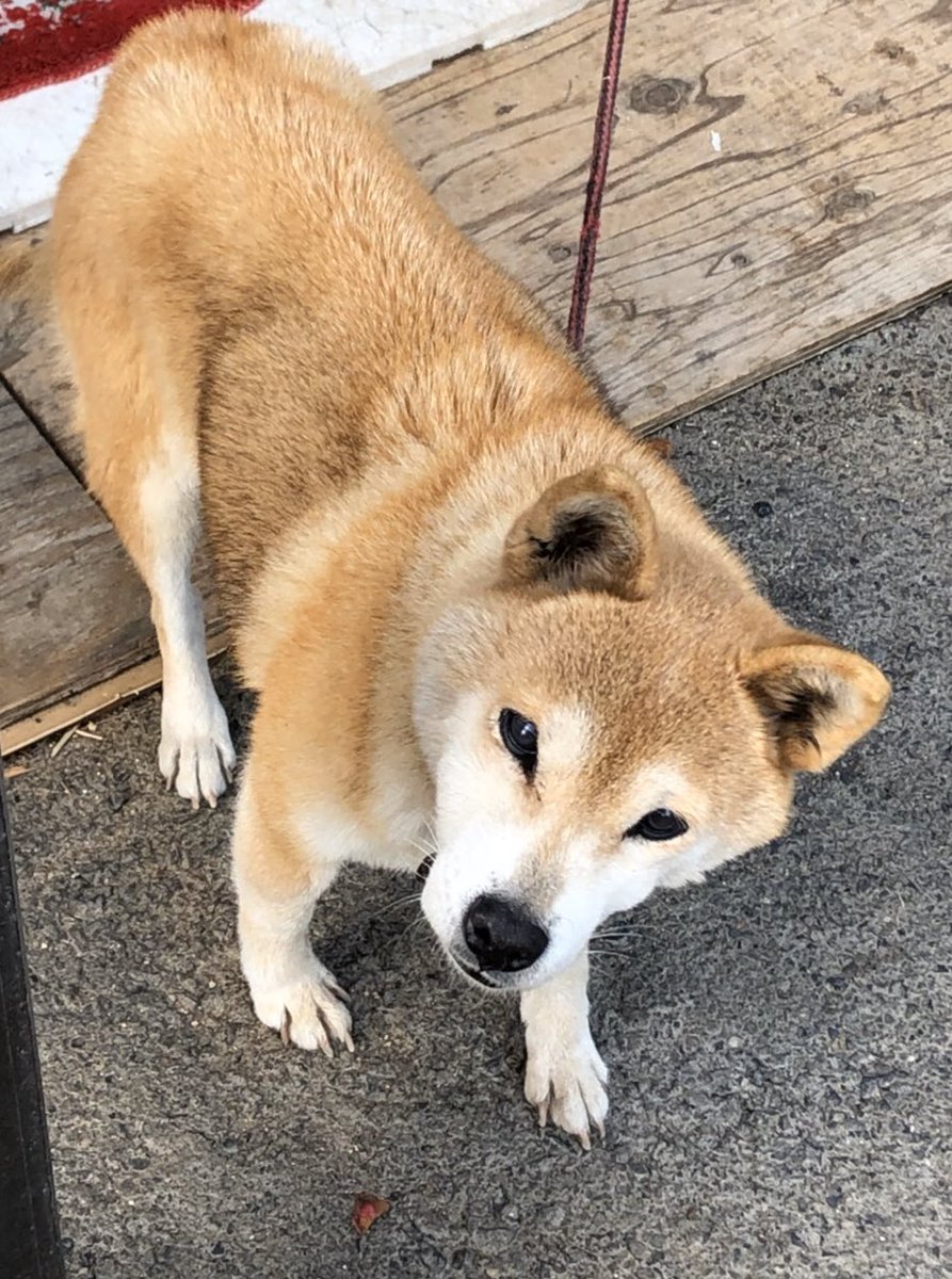 pochimanju__'s tweet photo. 2月15日の夜にいなくなりました。
犬種→柴犬
性別→メス
15才の老犬で、毛色は写真より全体的に薄いです、大人しく吠えたり人を噛む事は一切ございません。最近音の聞こえが悪く、目もあまり見えてないようでした。赤い劣化した首輪をしています。#迷子犬 #迷い犬 #探しています #柴犬 #関西 #滋賀県 https://t.co/skbLqcWvJh
