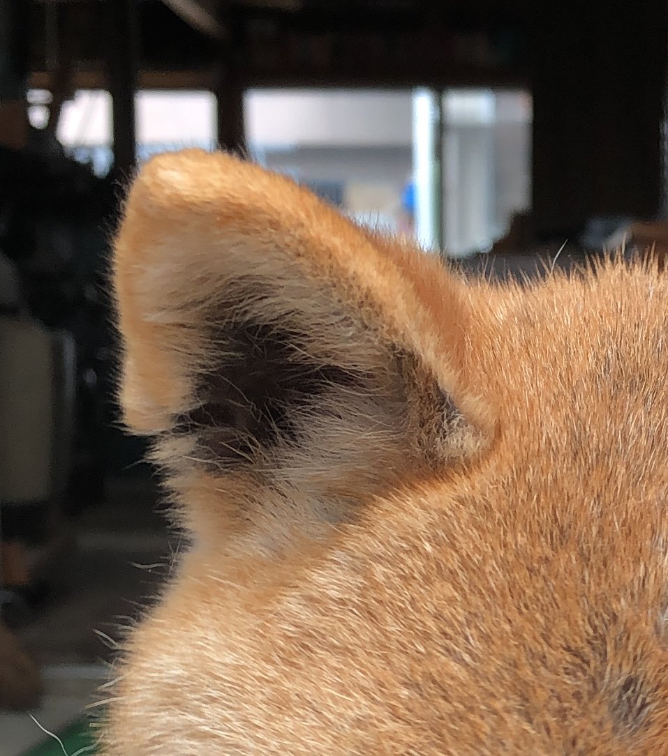 pochimanju__'s tweet photo. 2月15日の夜にいなくなりました。
犬種→柴犬
性別→メス
15才の老犬で、毛色は写真より全体的に薄いです、大人しく吠えたり人を噛む事は一切ございません。最近音の聞こえが悪く、目もあまり見えてないようでした。赤い劣化した首輪をしています。#迷子犬 #迷い犬 #探しています #柴犬 #関西 #滋賀県 https://t.co/skbLqcWvJh