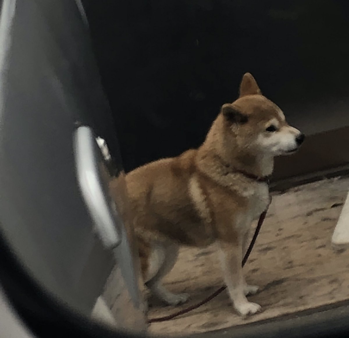 pochimanju__'s tweet photo. 2月15日の夜にいなくなりました。
犬種→柴犬
性別→メス
15才の老犬で、毛色は写真より全体的に薄いです、大人しく吠えたり人を噛む事は一切ございません。最近音の聞こえが悪く、目もあまり見えてないようでした。赤い劣化した首輪をしています。#迷子犬 #迷い犬 #探しています #柴犬 #関西 #滋賀県 https://t.co/skbLqcWvJh