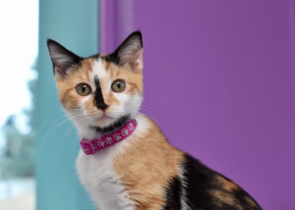 Good Mews tweet media