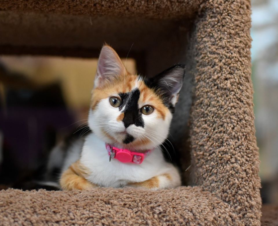 Good Mews tweet media