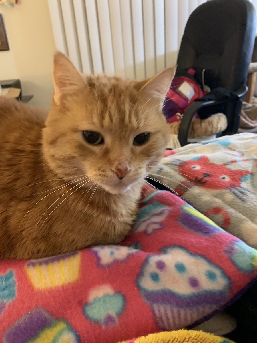 Braking nes pansy takes Nevada  #votepansy #votecat