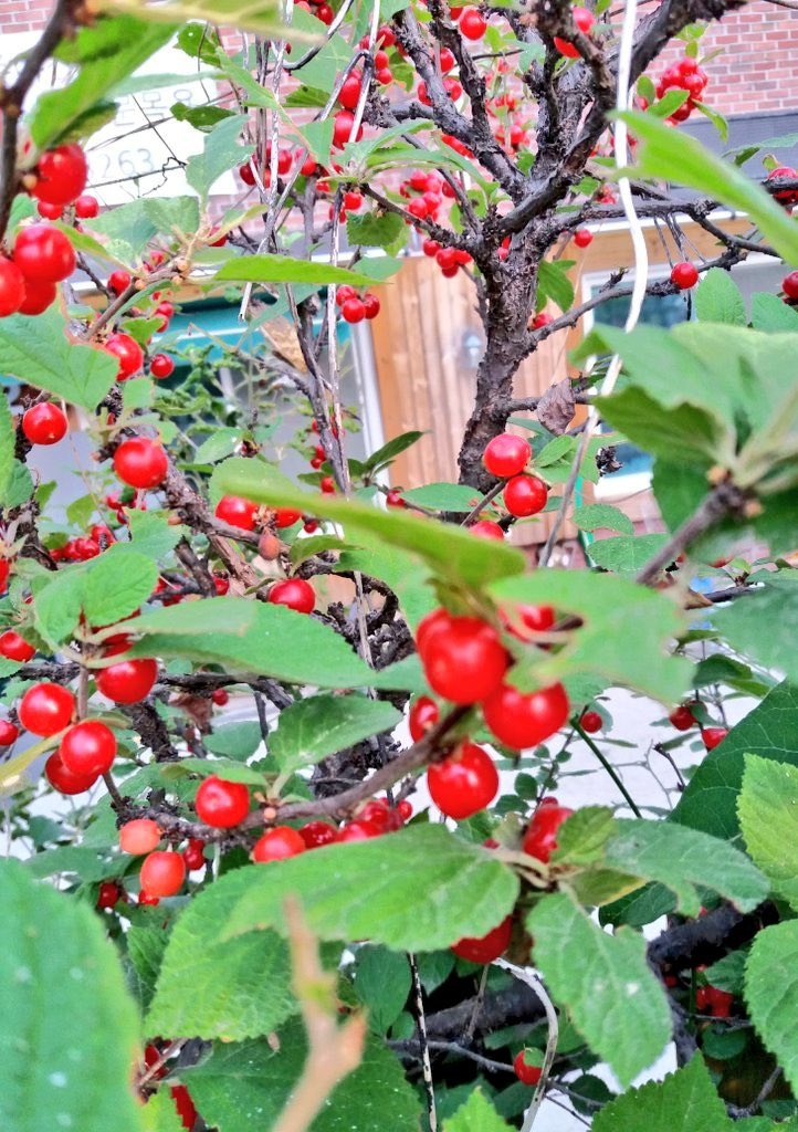 khss101's tweet image. 살며 풀어 놓았던 말
연기라 거두어
들이는가
입가 쪼글쪼글한
주름의 힘으로 눈 지그시감고
영혼에 뜸을 뜨고있는
노파에게
거기는 금연구역 이라고

🌿🌼차마 말할수 없었다/ 함민복