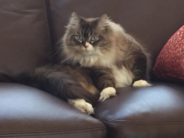 Good Mews tweet media