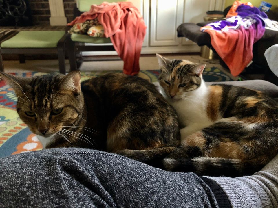 Good Mews tweet media