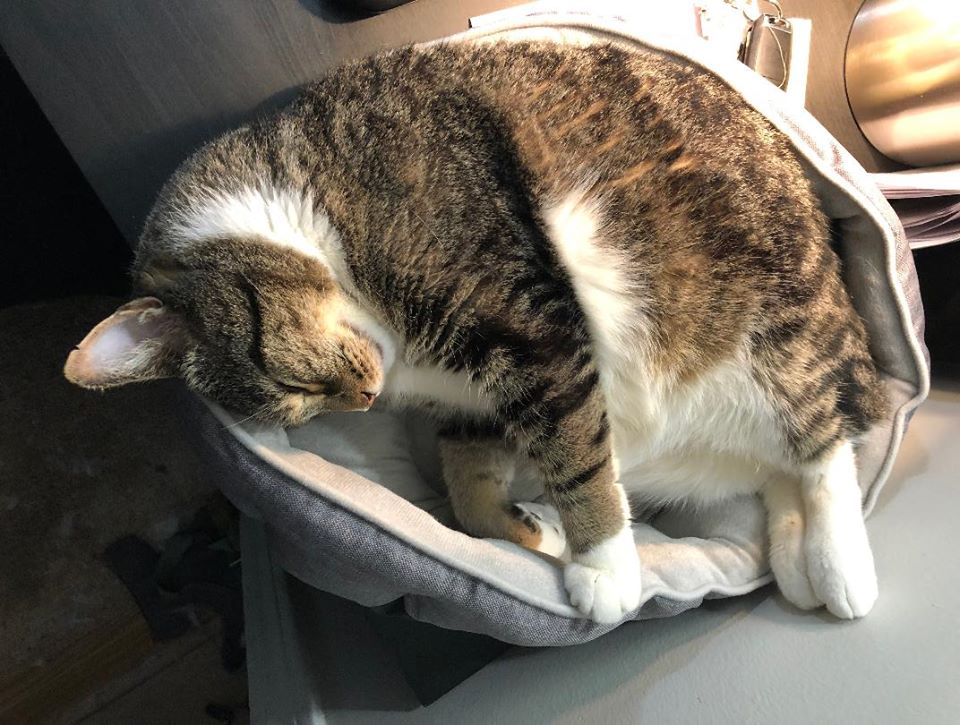 Good Mews tweet media