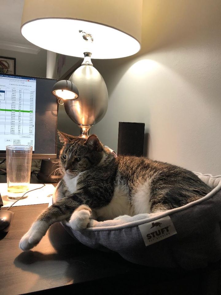 Good Mews tweet media