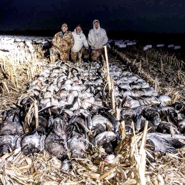 Duck Wild Waterfowl tweet media