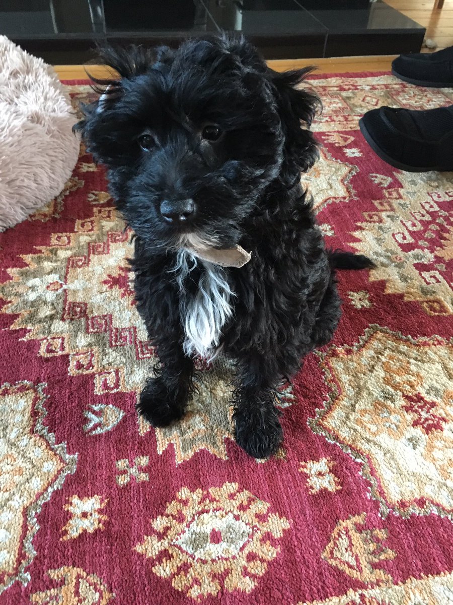 WithHound's tweet image. New family member - Bobbi ❤️