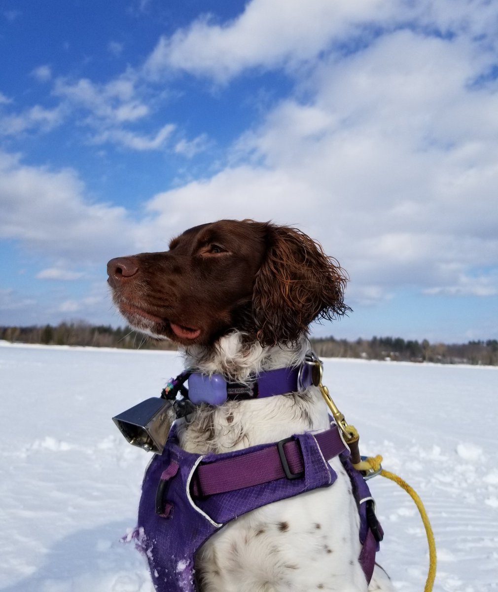 Andrew_P_Hickey's tweet photo. Not sure if these photos are as epic as @harry_fosters, but they are the inspiration. #BusyBailey #RubyRoyale https://t.co/O4UP5nMfZL